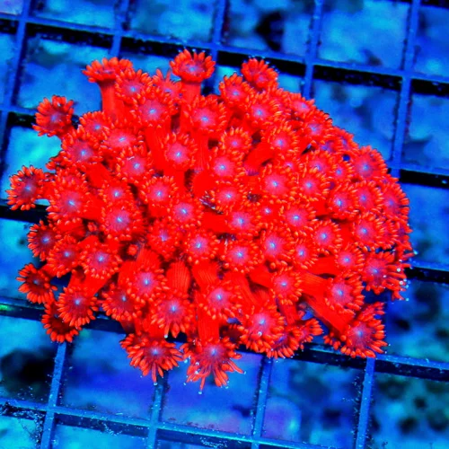 3.5x3.5 GONIOPORA CORAL - INDO IMPORTED ULTRA RED BLUE EYED SHOWPIECE GONIOPORA CORAL