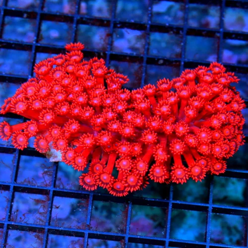 4.5 GONIOPORA CORAL -  INDO IMPORTED ULTRA RED BLUE EYED SHOWPIECE GONIOPORA CORAL