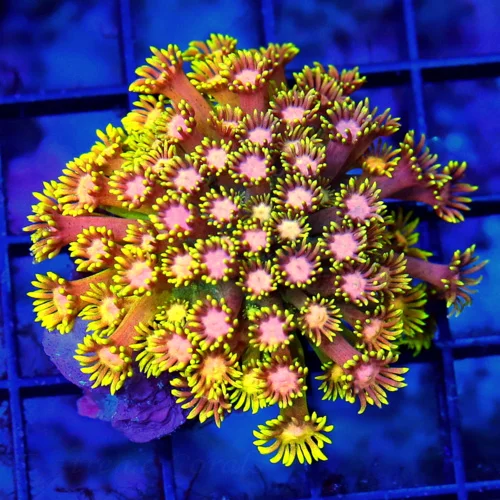 3 GONIOPORA CORAL - COLLECTOR'S ITEM ULTRA GRADE ULTRA RAINBOW GONIOPORA CORAL
