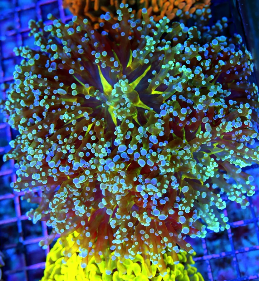 6.5x6.5 BRANCHING OCTOSPAWN CORAL - OUTSTANDING ULTRA ULTRA COLORED YELLOW CENTERED OCTOSPAWN