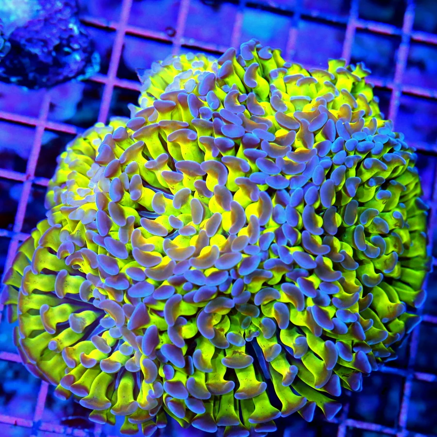 5.5x5.5 BRANCHING HAMMER CORAL - WOWEE! LEMON LIME GREEN PURPLE TIPPED ULTRA COLORED BRANCHING HAMME