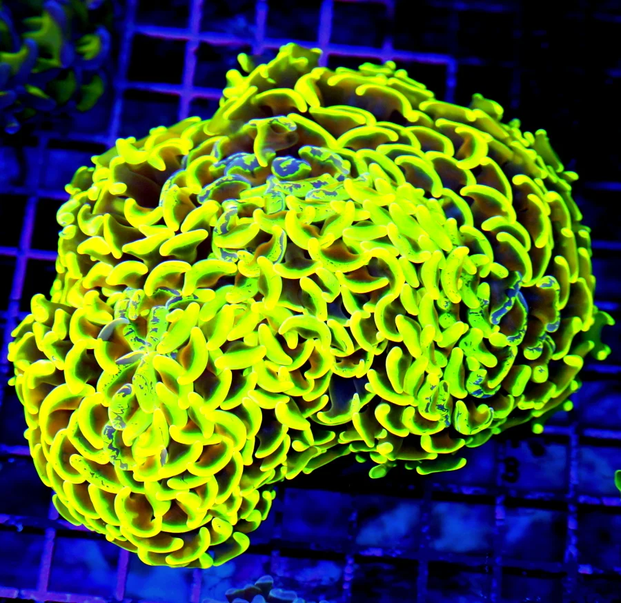 6.5x6 HAMMER CORAL - HANDPICKED SUPER YELLOW AND BLUE ULTIMATE SHOWPIECE HAMMER CORAL