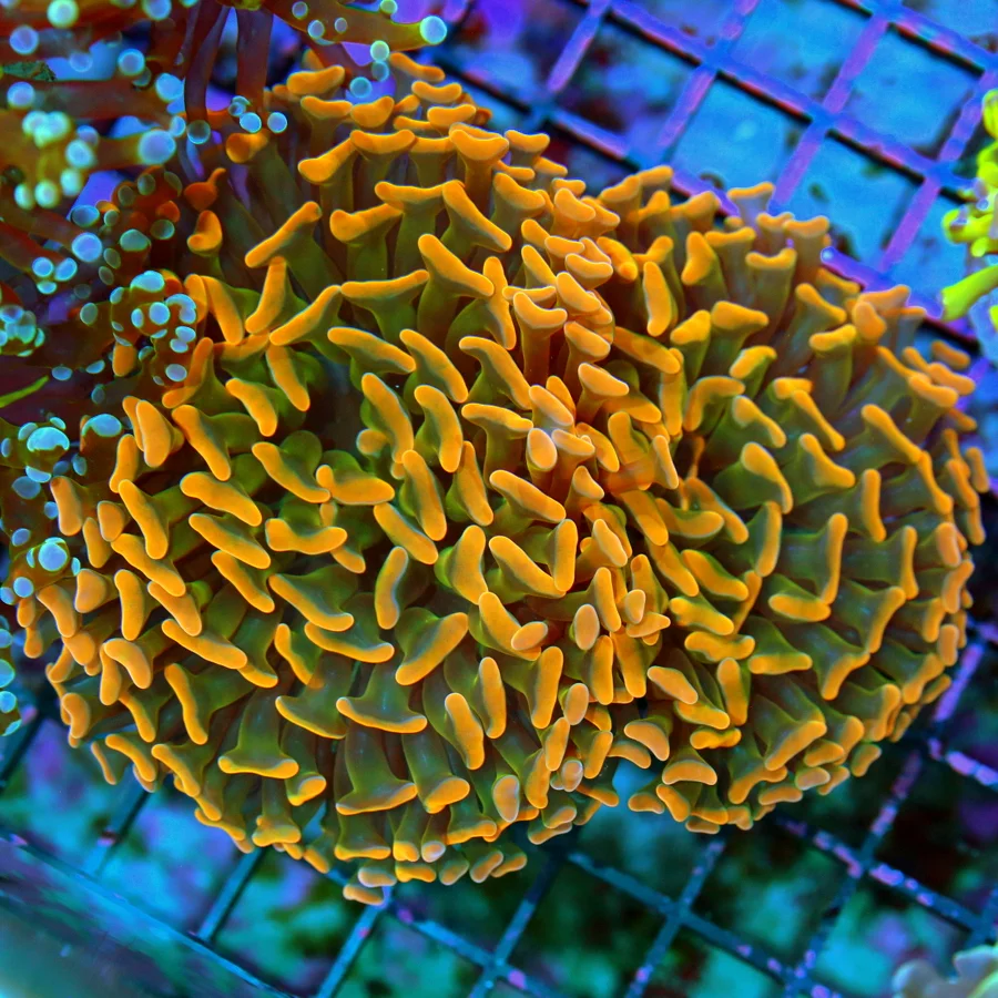 4.5x4.5 BRANCHING HAMMER CORAL - ULTRA COLORED NEON ORANGE GREEN CENTERED HAMMER CORAL