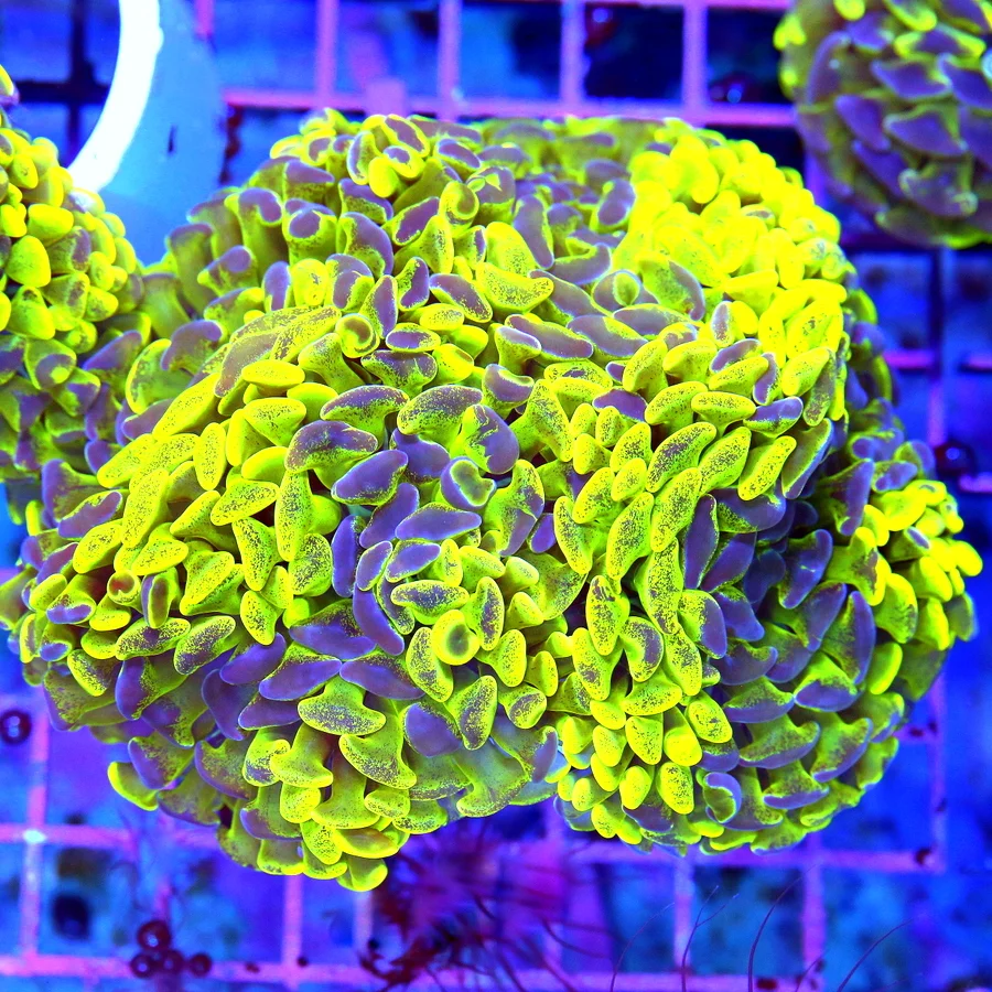 5.5x5.5 BRANCHING HAMMER CORAL - HIGHLIGHTER NEON YELLOW BLUE SPLASHED BRANCHING HAMMER CORAL