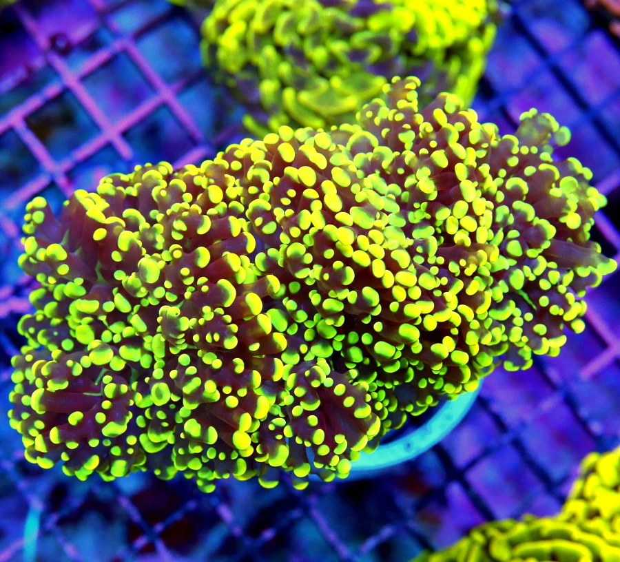 6x4.5 OCTOSPAWN CORAL - OUT OF THIS WORLD VERY RARE ORANGE YELLOW OCTOSPAWN