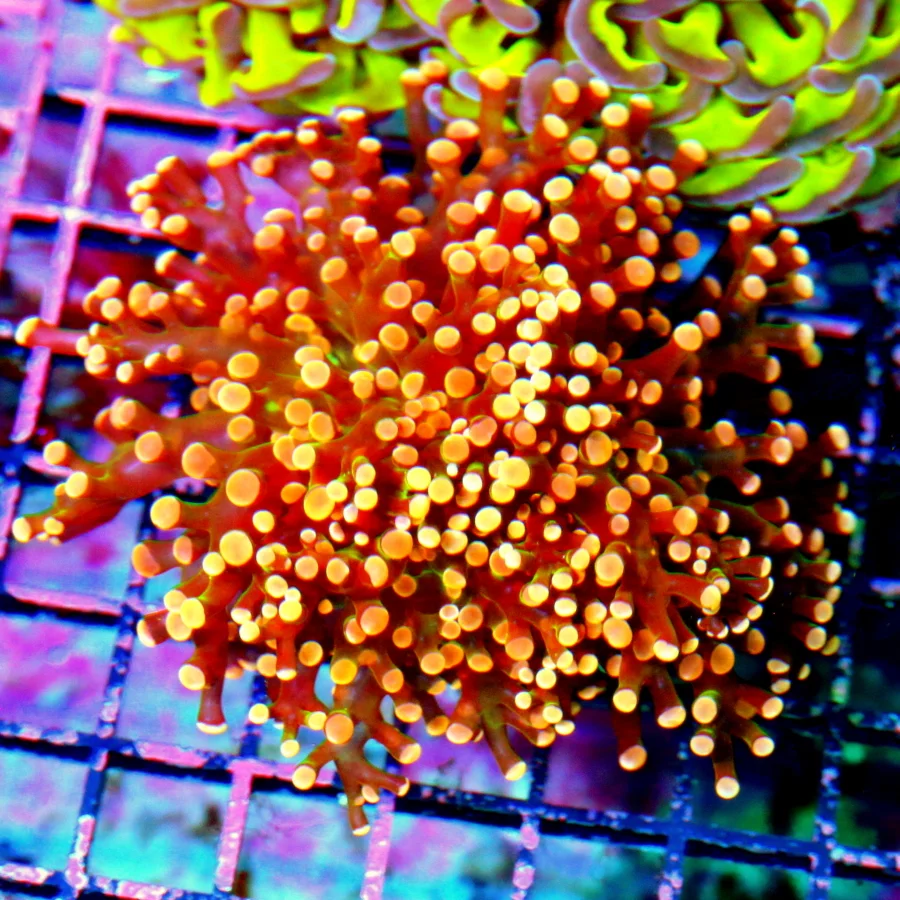 4x4 OCTOSPAWN CORAL - ULTRA COLORED HANDPICKED ULTRA ORANGE GREEN CENTERED OCTOSPAWN