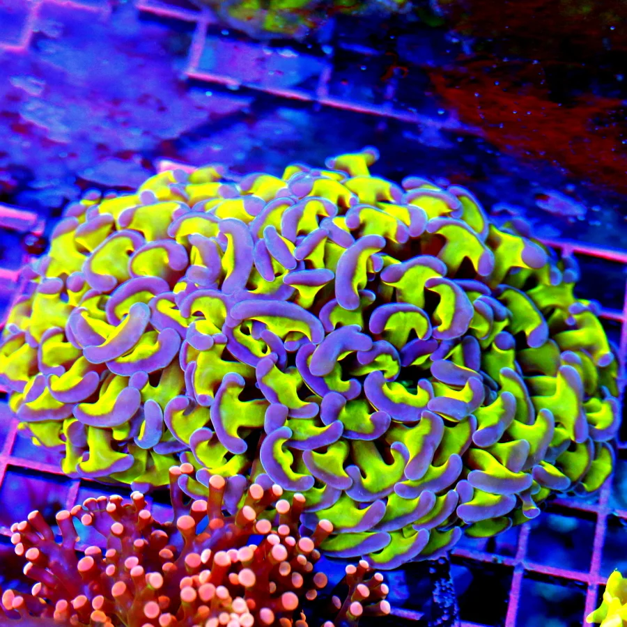 5.5x4.5 HAMMER CORAL - NEON LEMON LIME YELLOW TENTACLED PURPLE TIPPED HAMMER CORAL
