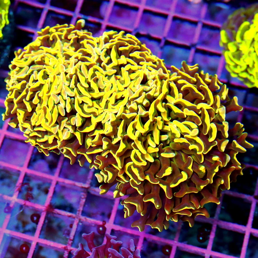 6x4.5 HAMMER CORAL - WICKED ULTRA ORANGE TIPPED ULTRA COLORED SHOW PIECE HAMMER CORAL