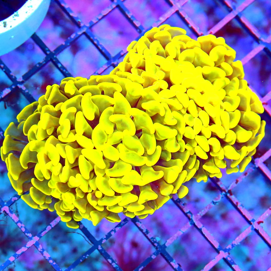 5x3.5 BRANCHING HAMMER CORAL - SUPER NEON HIGHLIGHTER YELLOW ULTRA COLORED BRANCHING HAMMER CORAL