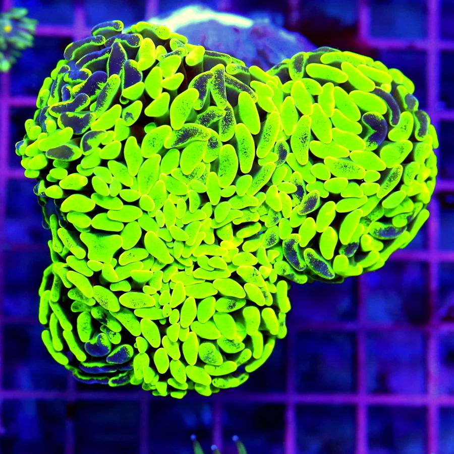 5x5 BRANCHING HAMMER CORAL - TOXIC LEMON LIME GREEN PURPLE BRANCHING HAMMER CORAL