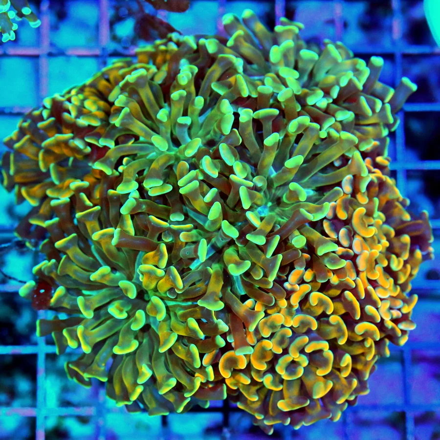 5.5x5.5 BRANCHING HAMMER CORAL - OUT OF THIS WORLD COMBO ULTRA GRADE BRANCHING HAMMER CORAL