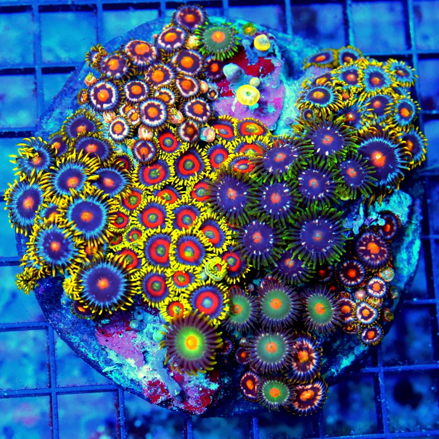 4.5x4.5 COMBO ZOANTHIDS - MIXED HAPPY FAMILY COMBO ZOANTHID CORAL COLONY