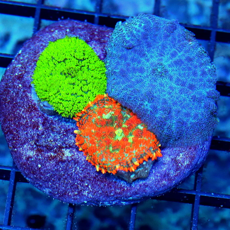 3" RHODACTIS MUSHROOM COMBO - THREE DIFFERENT COLORED RHODACTIS MUSHROOM COMBO DISC