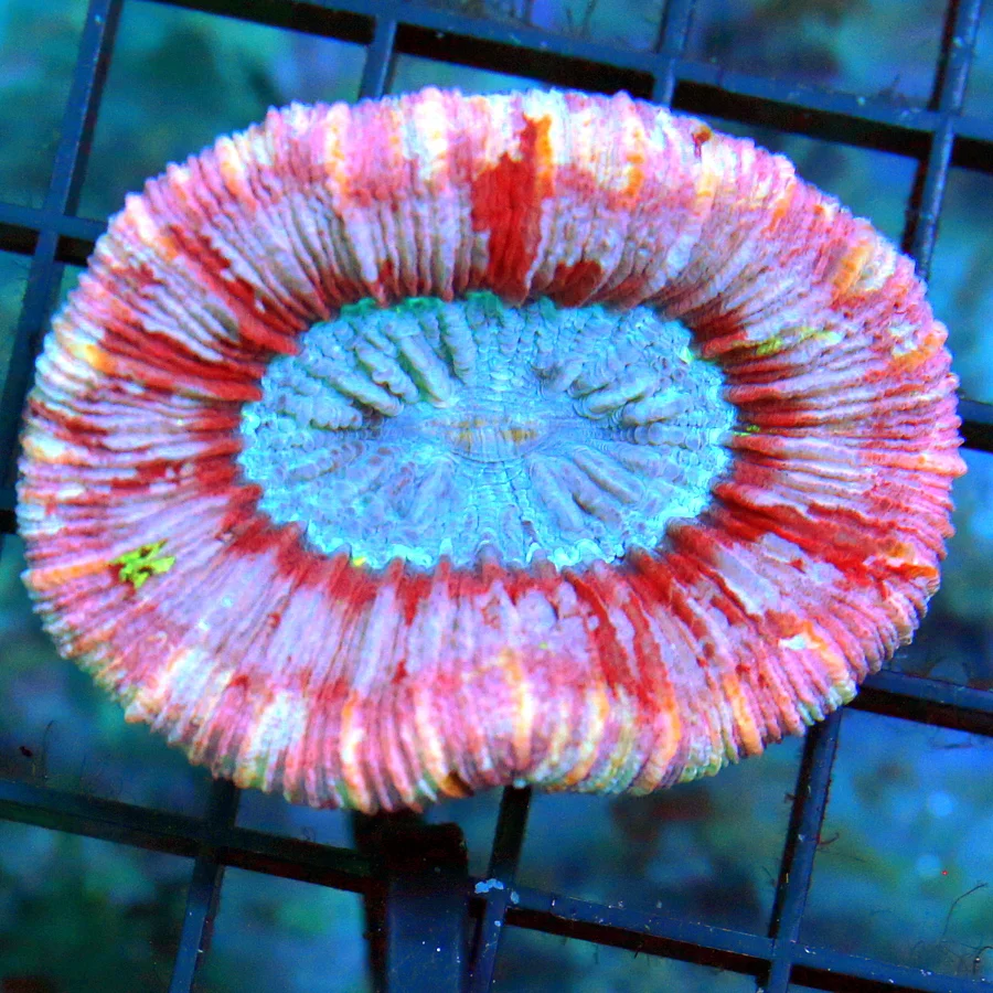 2.5" TRACHYPHYLLIA CORAL - AWESOME BLUE EYED ULTRA COLORED TRACHYPHYLLIA CORAL