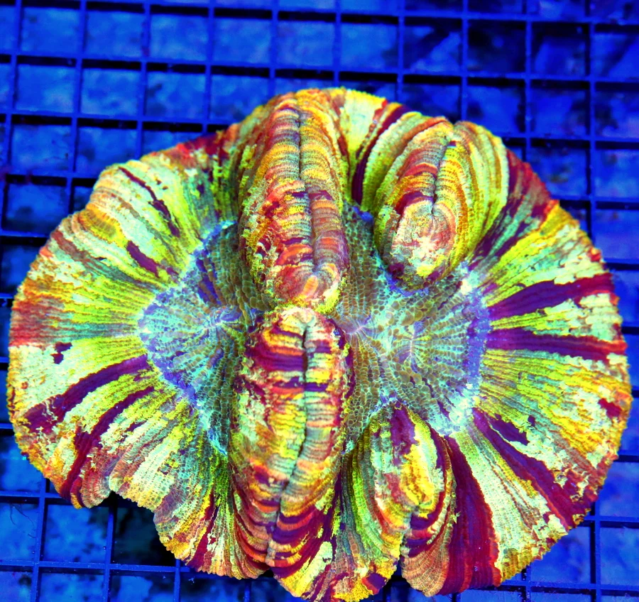 6.5x5.5 WELLSOPHYLLIA CORAL - ULTRA COLORED ULTRA GRADE RAINBOW WELLSOPHYLLIA CORAL