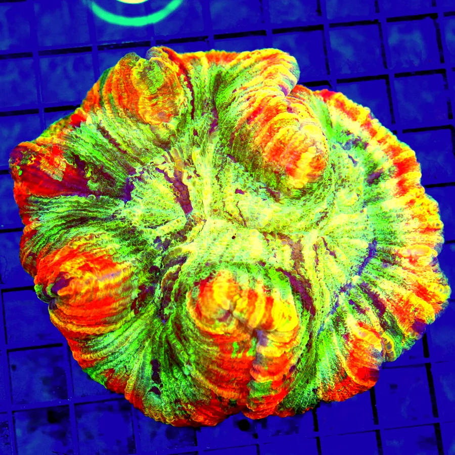 5.5x5.5 WELLSOPHYLLIA CORAL - ULTRA COLORED ULTRA GRADE RAINBOW WELLSOPHYLLIA CORAL