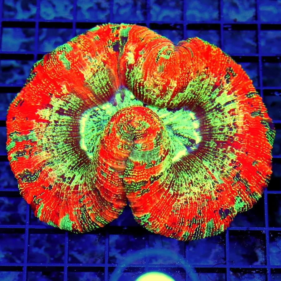 5.5x5.5 WELLSOPHYLLIA CORAL - ULTRA COLORED ULTRA GRADE RAINBOW WELLSOPHYLLIA CORAL