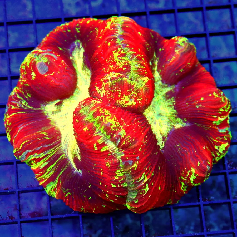 5.5x5.5 WELLSOPHYLLIA CORAL - ULTRA COLORED ULTRA GRADE RAINBOW WELLSOPHYLLIA CORAL