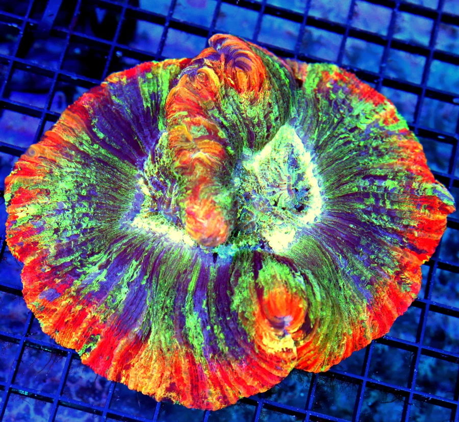 6.5x6 WELLSOPHYLLIA CORAL - ULTRA COLORED ULTRA GRADE RAINBOW WELLSOPHYLLIA CORAL