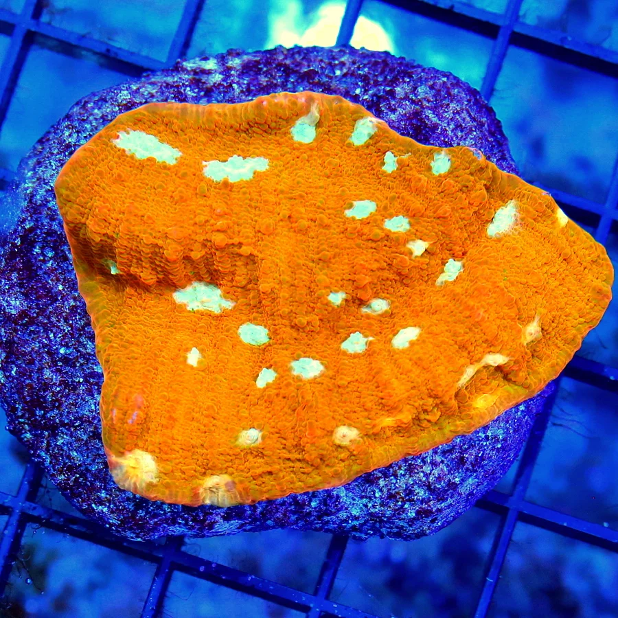 3" ECHINOPHYLLIA CHALICE CORAL - SUPER SUPER COOL COLLECTOR'S ITEM NEON ORANGE WHITE ALIEN EYED CHAL