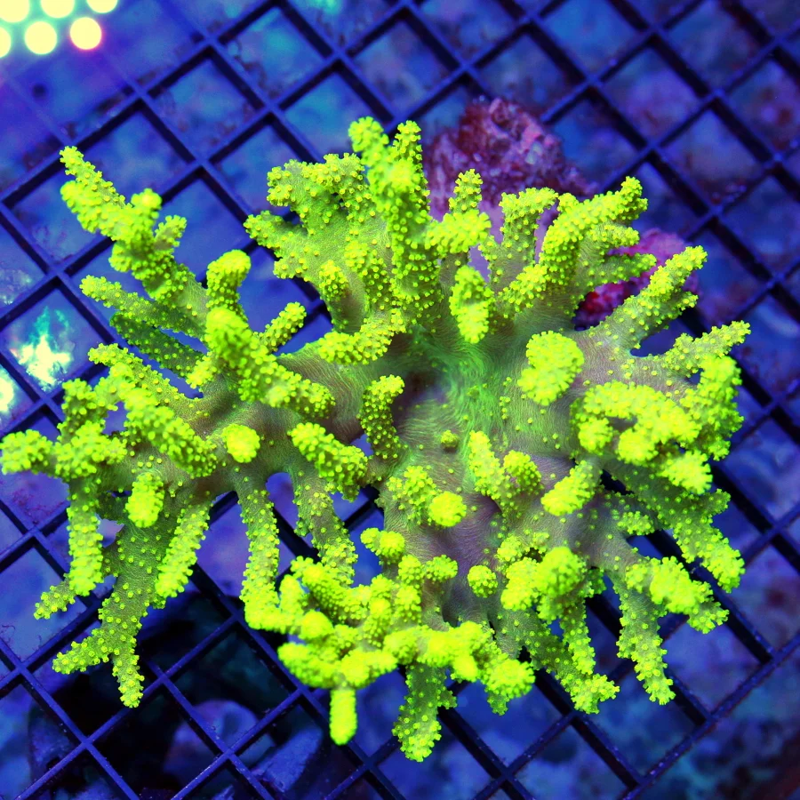 6x5 SINULARIA SPAGHETTI LEATHER CORAL - SCREAMING NEON YELLOW VERY HARD TO GET SINULARIA LEATHER