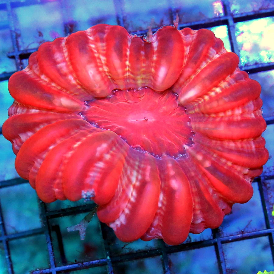 4x4 CYNARINA CORAL - ULTRA COLORED DARK RED CYNARINA CORAL