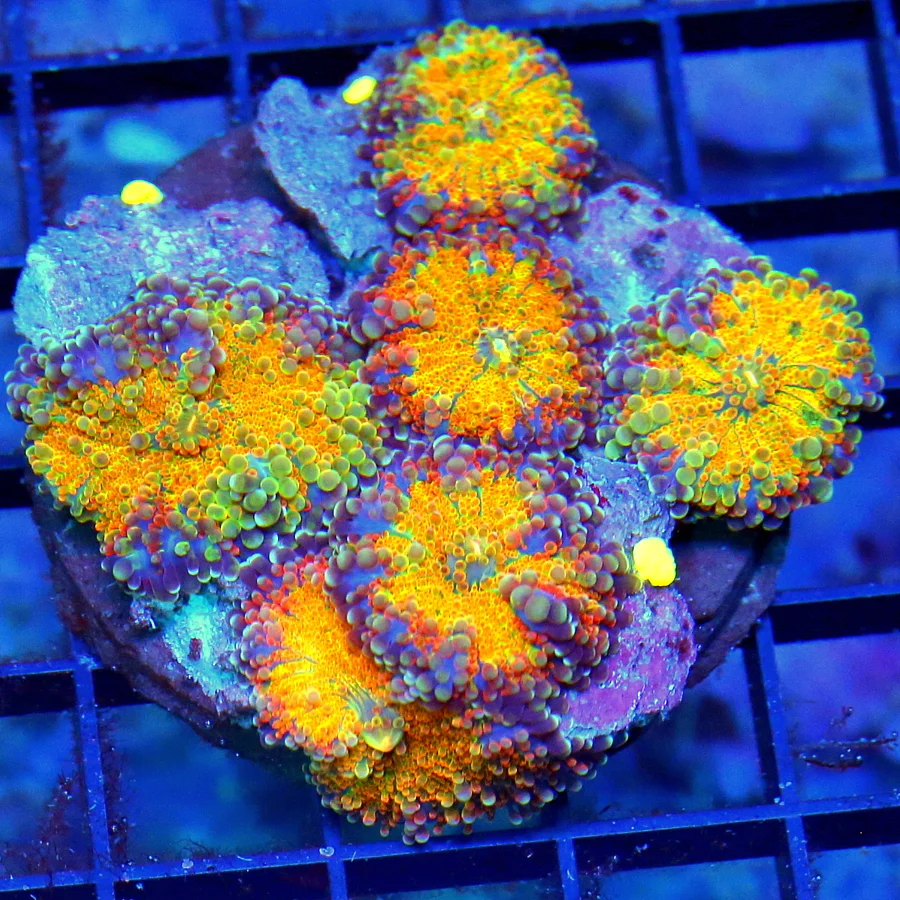 3.5" RICORDIA YUMA CORAL - ULTRA ULTRA COLORED VERY VERY RARE SOLOMON ISLAND RICORDIA YUMA