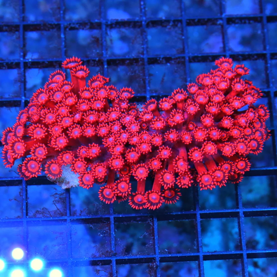 5" GONIOPORA CORAL - ULTRA FIRECRACKER RED ULTRA GRADE GONIOPORA CORAL