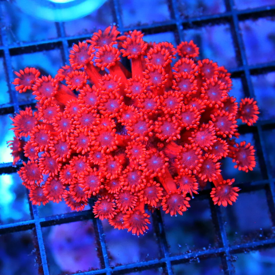 3" GONIOPORA CORAL - ULTRA RED BLUE EYED COLLECTOR'S PIECE GONIOPORA
