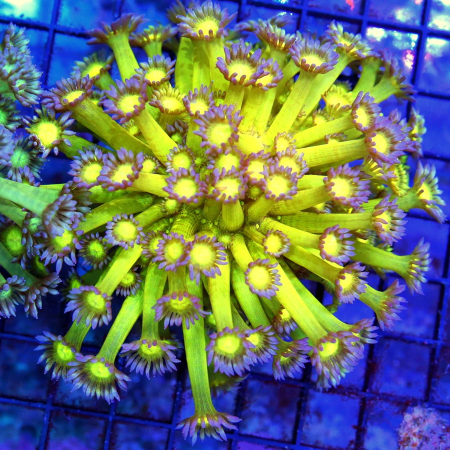 4.5x4.5 GONIOPORA CORAL - NEON HIGHLIGHTER YELLOW PURPLE TENTACLED TWINKLER GONIOPORA CORAL
