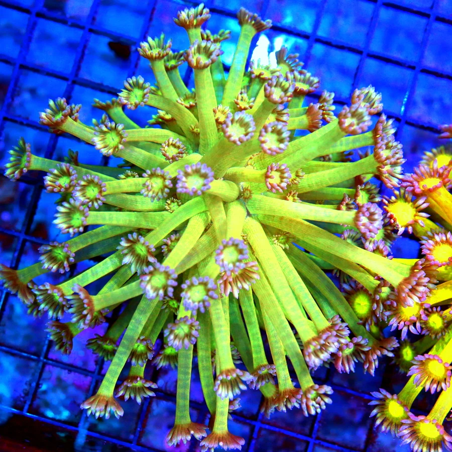 4.5x4.5 GONIOPORA CORAL - OUT OF THIS WORLD REVERSE "TWINKLER" GONIOPORA CORAL