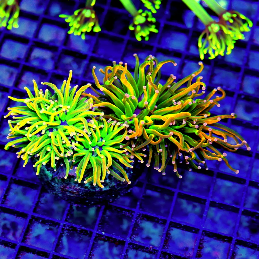5.5x4 TORCH CORAL - COMBO ULTRA HOLY GRAIL / ULTRA HOLY QUACAMOLE COLLECTOR'S ITEM TORCH CORAL