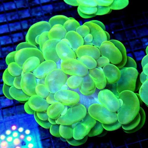 7x6.5 GIANT XXXL BUBBLE CORAL - YELLOW BLUE AND GREEN MULTICOLORED ULTRA GRADE BUBBLE CORAL