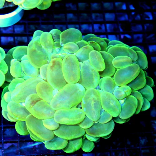 7x6.5 GIANT XXXL BUBBLE CORAL - YELLOW BLUE AND GREEN MULTICOLORED ULTRA GRADE BUBBLE CORAL