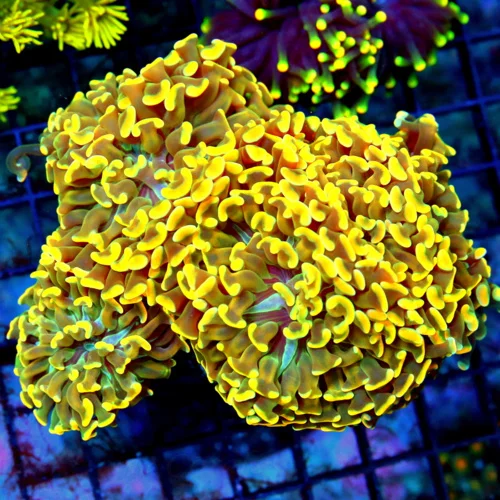6x5.5 XL BRANCHING HAMMER CORAL - ULTRA GRADE ULTRA COLORED XL BRANCHING HAMMER CORAL