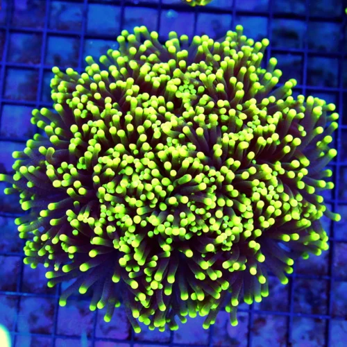 TORCH CORAL - ULTRA SHOWPIECE ULTRA ULTRA COLORED PURPLE AND GREEN TIPPED TORCH CORAL