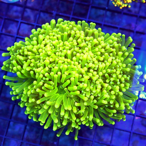 TORCH CORAL - ULTRA SHOWPIECE ULTRA ULTRA COLORED PURPLE AND GREEN TIPPED TORCH CORAL