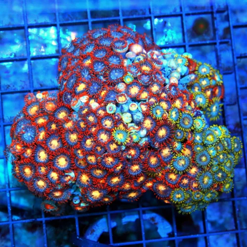 4.5x4.5 COMBO INDO ZOANTHID CORAL - ULTRA GRADE ULTRA COLORED INDO IMPORTED COMBO ZOANTHIDS