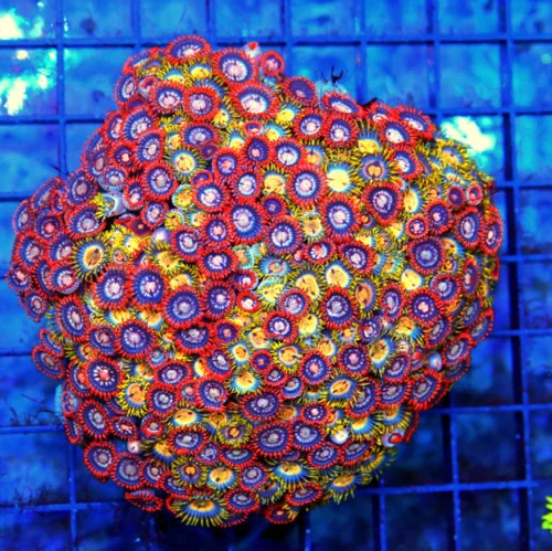 4.5x4.5 COMBO INDO ZOANTHID CORAL - ULTRA GRADE ULTRA COLORED INDO IMPORTED COMBO ZOANTHIDS
