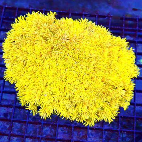 6x5.5 XXL  GONIOPORA CORAL - BEST I'VE EVER SEEN ULTRA HIGHLIGHTER YELLOW GONIOPORA  CORAL