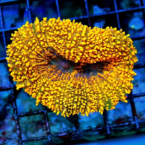 4x3.5 CARPET LOBOPHYLLIA CORAL - ULTRA ULTRA ORANGE ALIEN EYED ULTRA GRADE SHOWPIECE LOBOPHYLLIA COR