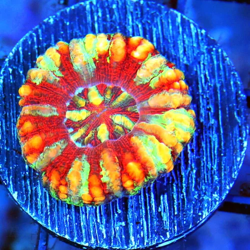 MINI SCOLYMIA - ULTRA COLORED RAINBOW MINI SCOLYMIA CORAL