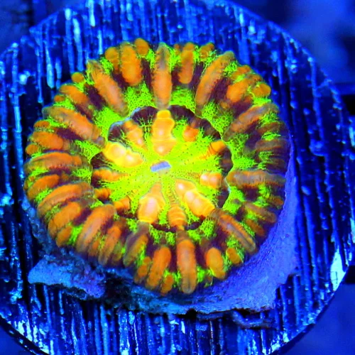 MINI SCOLYMIA - ULTRA COLORED RAINBOW MINI SCOLYMIA CORAL