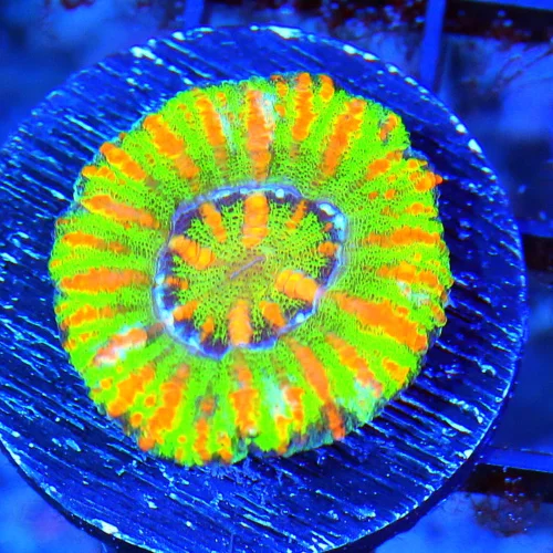 MINI SCOLYMIA - ULTRA COLORED RAINBOW MINI SCOLYMIA CORAL