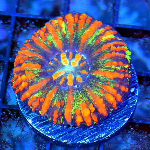 MINI SCOLYMIA - ULTRA COLORED RAINBOW MINI SCOLYMIA CORAL