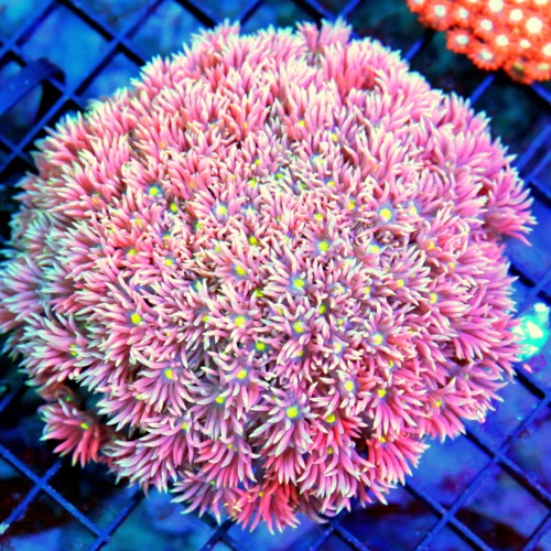 4.5x4.5 GONIOPORA CORAL - BLUE RINGED YELLOW EYED PINK GONIOPORA CORAL