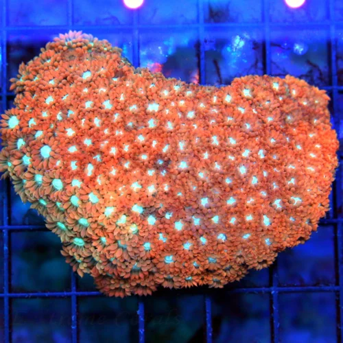 4x5 GONIOPORA CORAL - TANGERINE ORANGE PINK BLUE/WHITE EYED GONIOPORA CORAL
