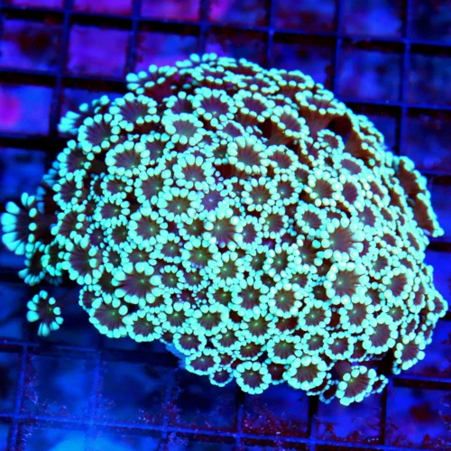 4.5x4.5 GONIOPORA CORAL - ONE OF A KIND SUPER SUPER BLUE TENTACLENED ALIEN EYED GONIOPORA CORAL