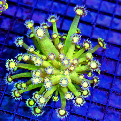 4.5x4.5 GONIOPORA CORAL -LEMON LIME YELLOW TENTACLED SUPER PURPLE GONIOPORA CORAL