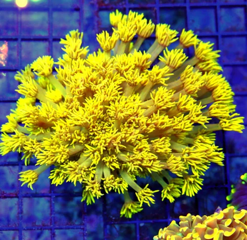 4.5x4.5 GONIOPORA CORAL - DARK DARK YELLOW EXTREMELY SPECIAL GONIOPORA CORAL